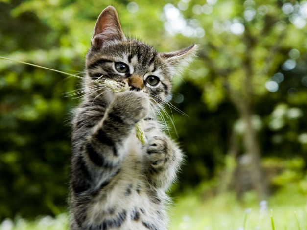 Обои картинки фото животные, коты