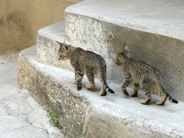 Обои картинки фото животные, коты