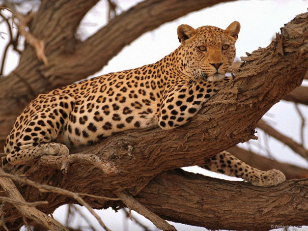 Обои картинки фото животные, леопарды