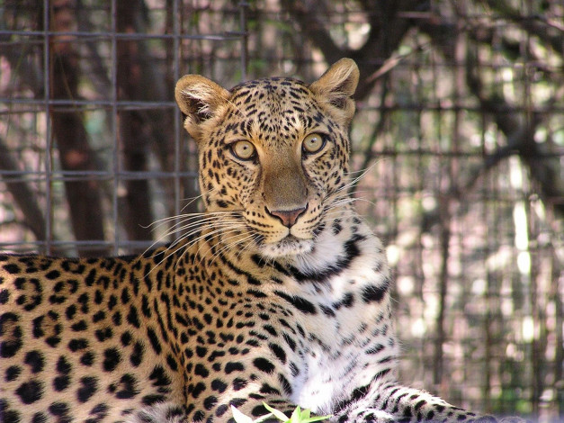 Обои картинки фото животные, леопарды