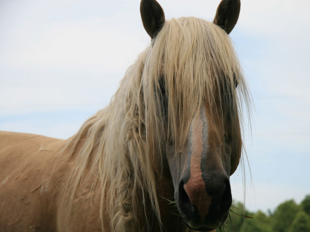 Обои картинки фото животные, лошади