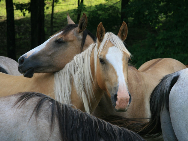 Обои картинки фото животные, лошади