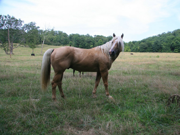 Обои картинки фото животные, лошади