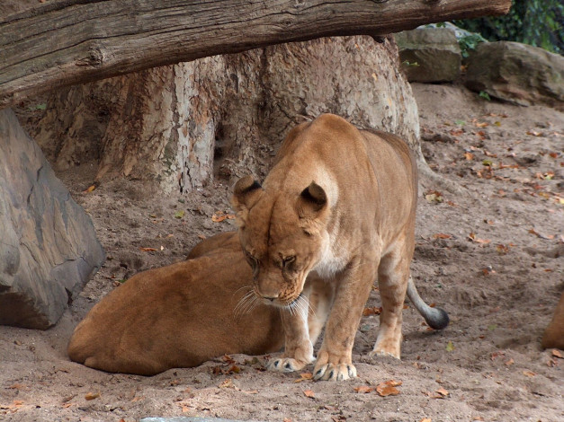 Обои картинки фото животные, львы