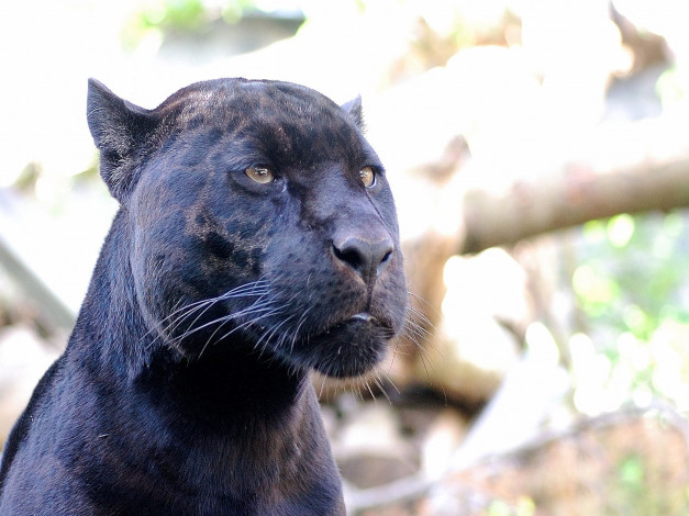 Обои картинки фото животные, пантеры