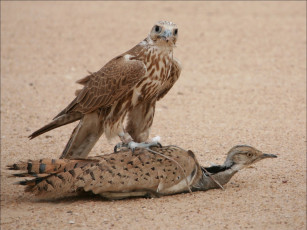 Картинка животные птицы хищники