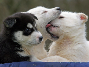 Картинка животные собаки