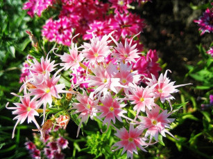 Картинка цветы флоксы нежные