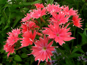 Картинка цветы флоксы яркие остроугольные