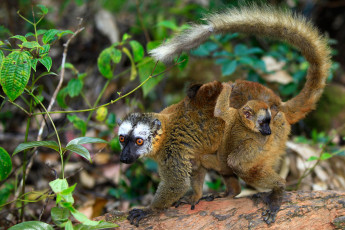 Картинка животные лемуры хвост