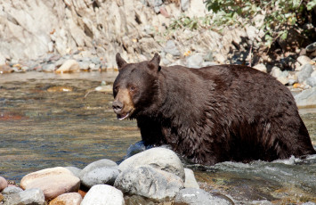 Картинка животные медведи мокрый река камни бурый