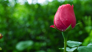 Картинка цветы розы макро бутон