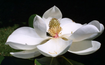 Картинка магнолия цветы магнолии белые лепестки
