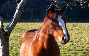 Картинка животные лошади дерево
