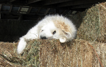 Картинка животные собаки dog