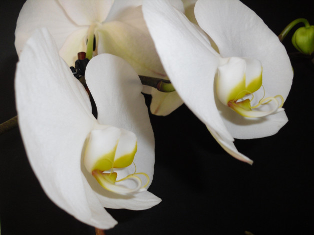 Обои картинки фото цветы, орхидеи, белые