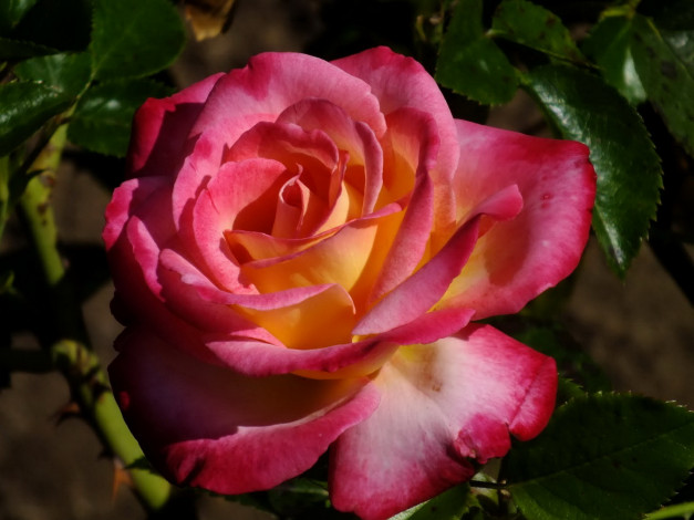 Обои картинки фото цветы, розы, розовая