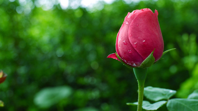 Обои картинки фото цветы, розы, макро, бутон