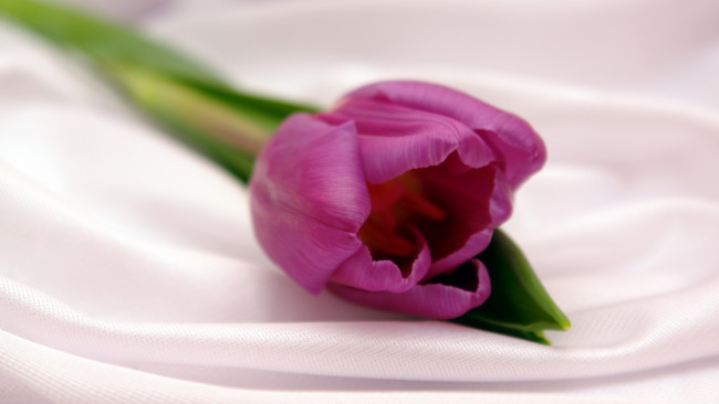 Обои картинки фото цветы, тюльпаны, бутон