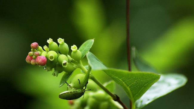 Обои картинки фото животные, насекомые, макро, жук