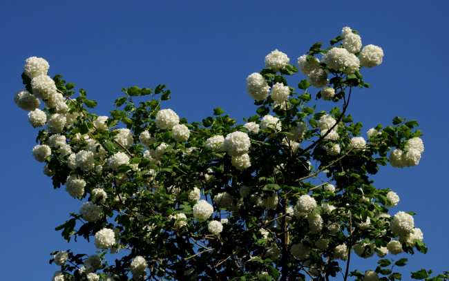 Обои картинки фото цветы, гортензия, листья, ветка