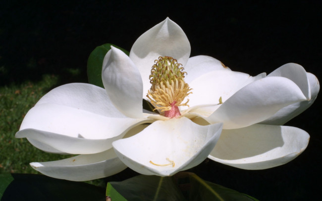 Обои картинки фото магнолия, цветы, магнолии, белые, лепестки