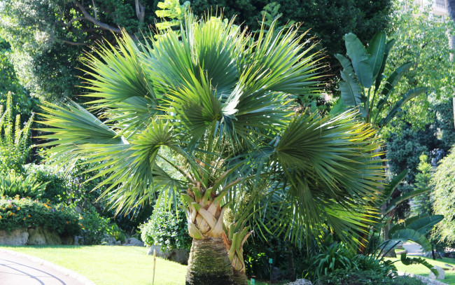 Обои картинки фото природа, деревья, толстый, ствол, листья-веера