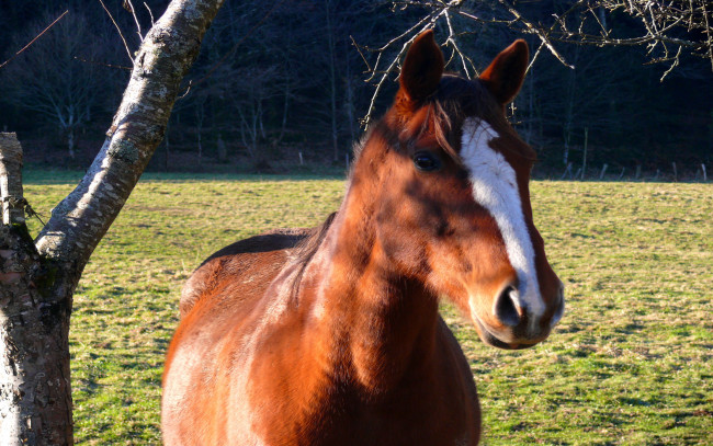 Обои картинки фото животные, лошади, дерево