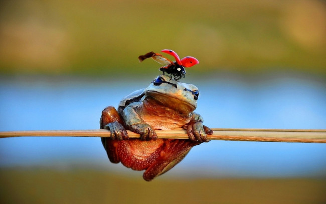 Обои картинки фото животные, разные, вместе, лягушка, травинка, божья, коровка