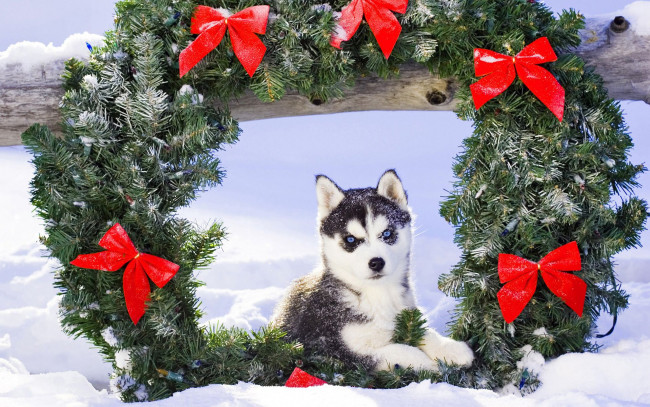 Обои картинки фото животные, собаки, хаска, рождество