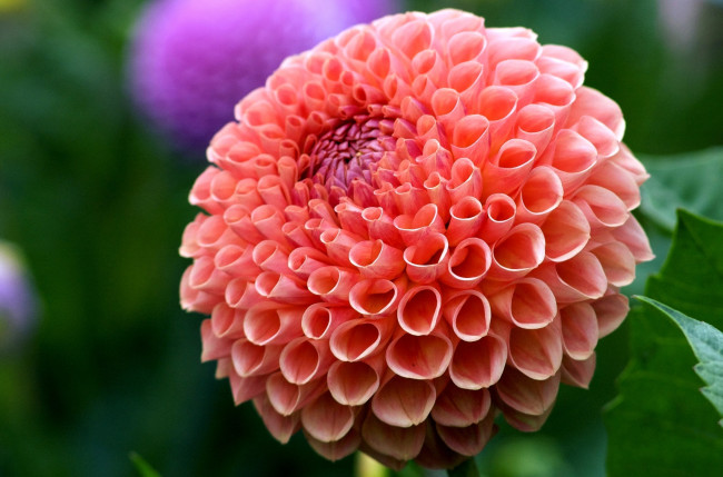 Обои картинки фото цветы, георгины, круглый, красный, лепестки