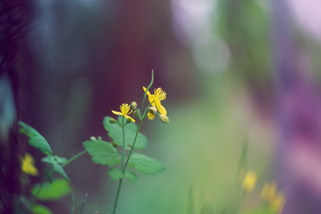 Обои картинки фото цветы, луговые, полевые, зелень