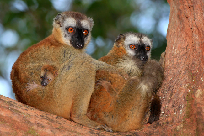 Обои картинки фото животные, лемуры, на, дереве