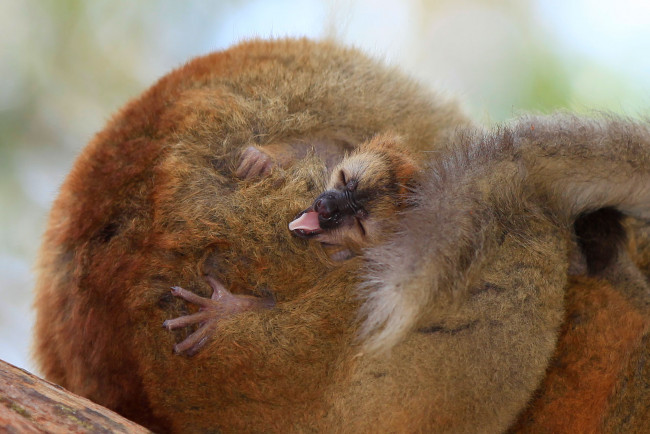 Обои картинки фото животные, лемуры, язычок