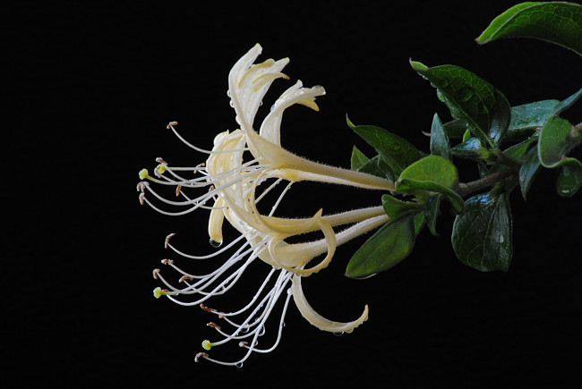 Обои картинки фото цветы, цветущие, деревья, кустарники, листья, тёмный, фон