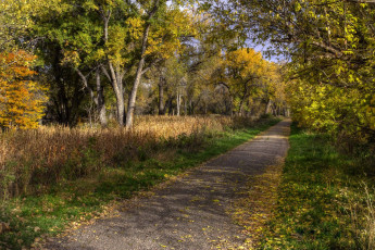 Картинка природа дороги лес дорожка осень