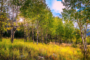 Картинка природа лес роща березы осень трава