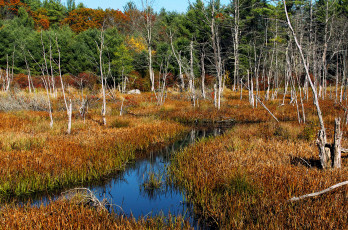 Картинка природа реки озера лес река осень