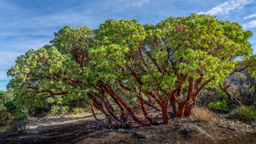 Картинка природа деревья дерево