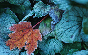 Картинка природа листья осень иней