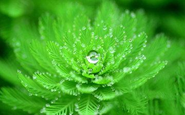 Картинка природа макро капли растение вода листья роса