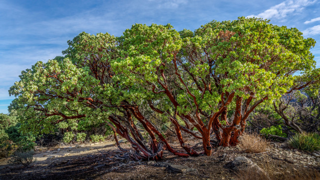 Обои картинки фото природа, деревья, дерево