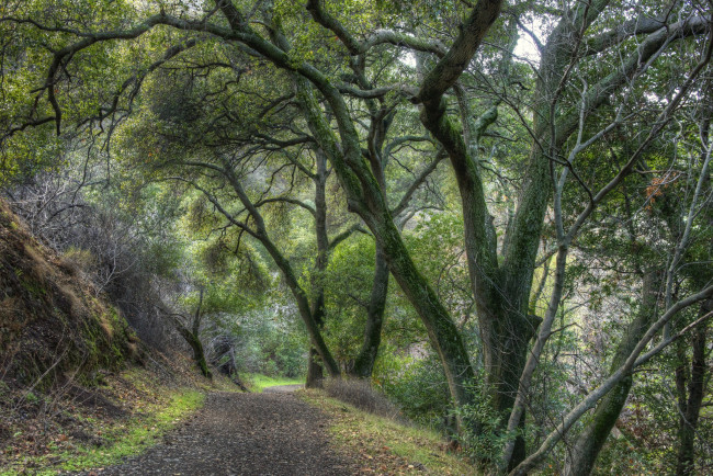 Обои картинки фото природа, дороги, тропа, лес