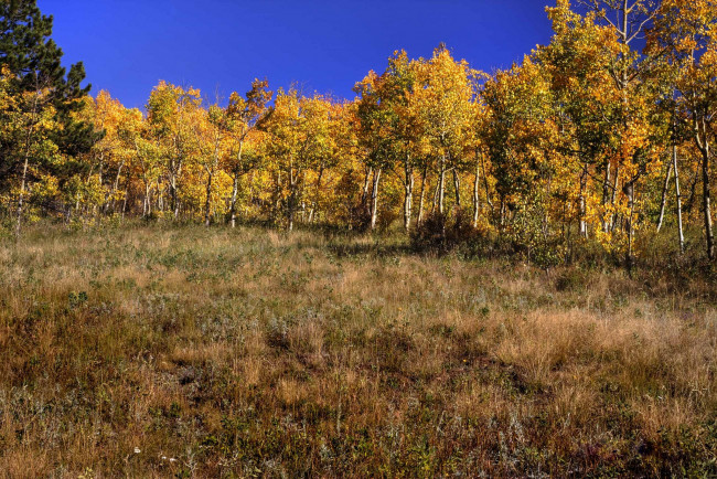 Обои картинки фото природа, лес, деревья, трава, осень