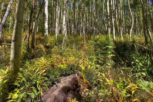 Обои картинки фото природа, лес, осины, роща