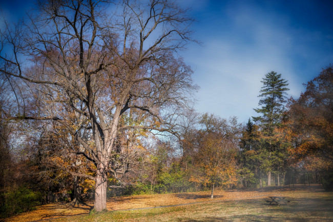 Обои картинки фото природа, пейзажи, поляна, деревья, осень