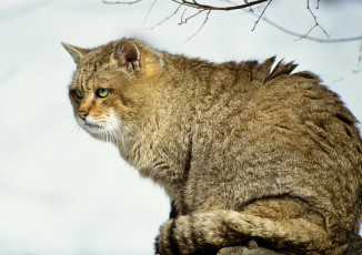 Картинка животные дикие+кошки ветки полосатый кот серый