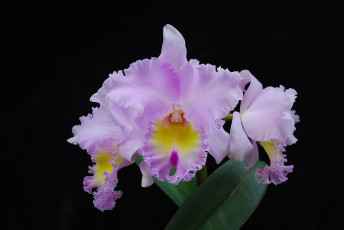 Картинка pamela+hetherington цветы орхидеи цветок