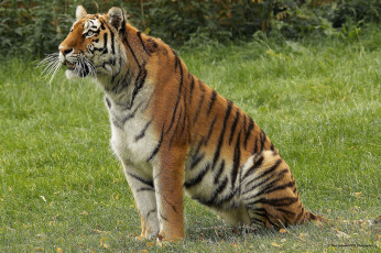 Картинка животные тигры полосатый