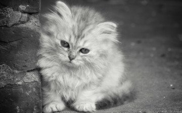 Картинка животные коты фон взгляд котёнок